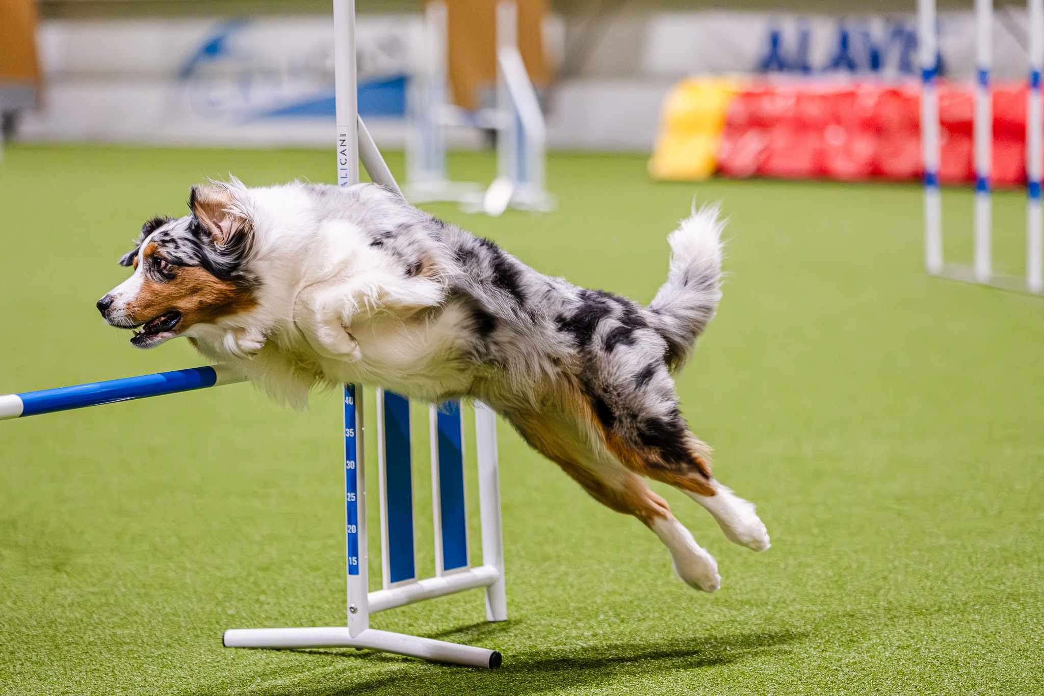 Owczarek australijski pokonujący przeszkodę podczas treningu agility