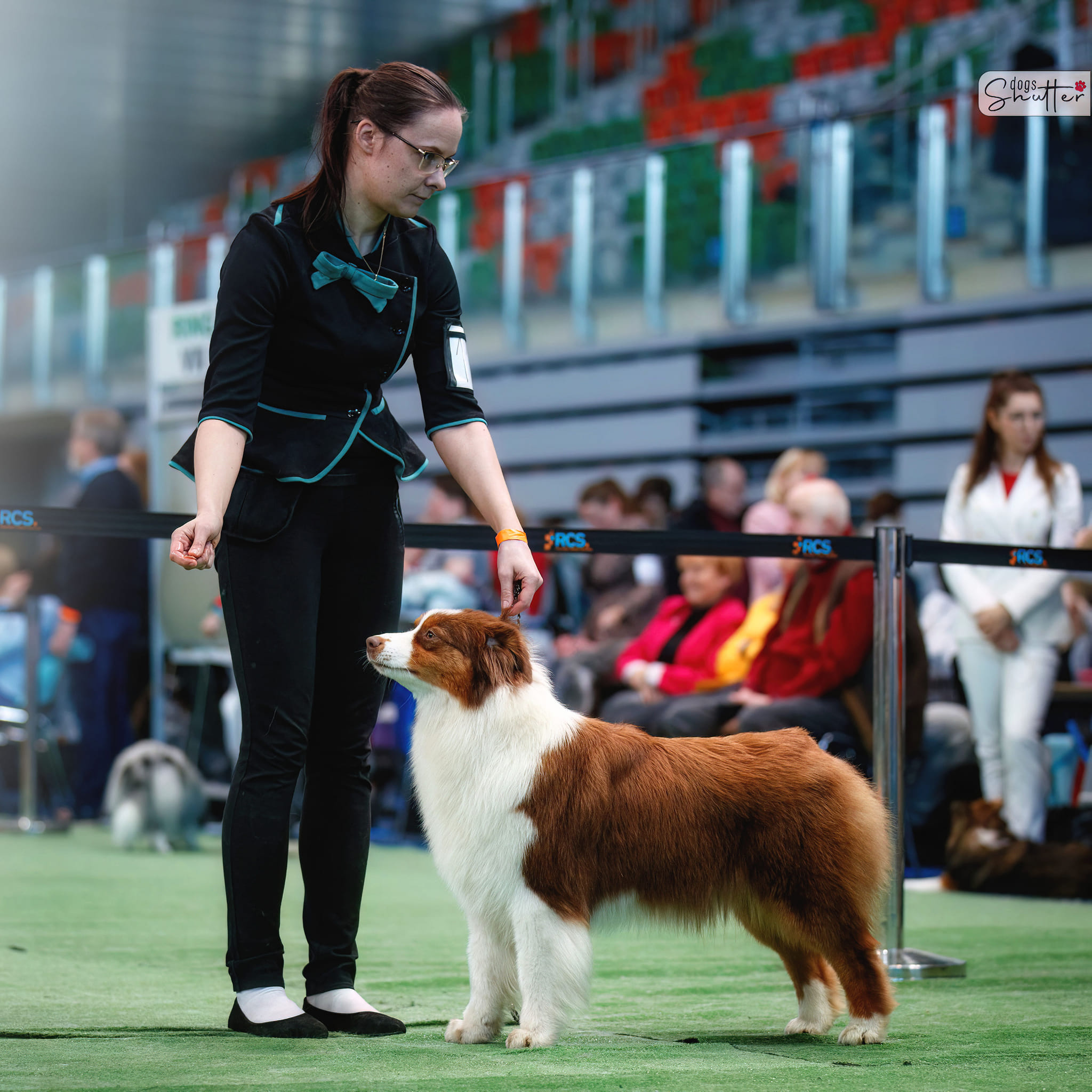 Fizzi — suka owczarka australijskiego Euphoria Aussie FCI