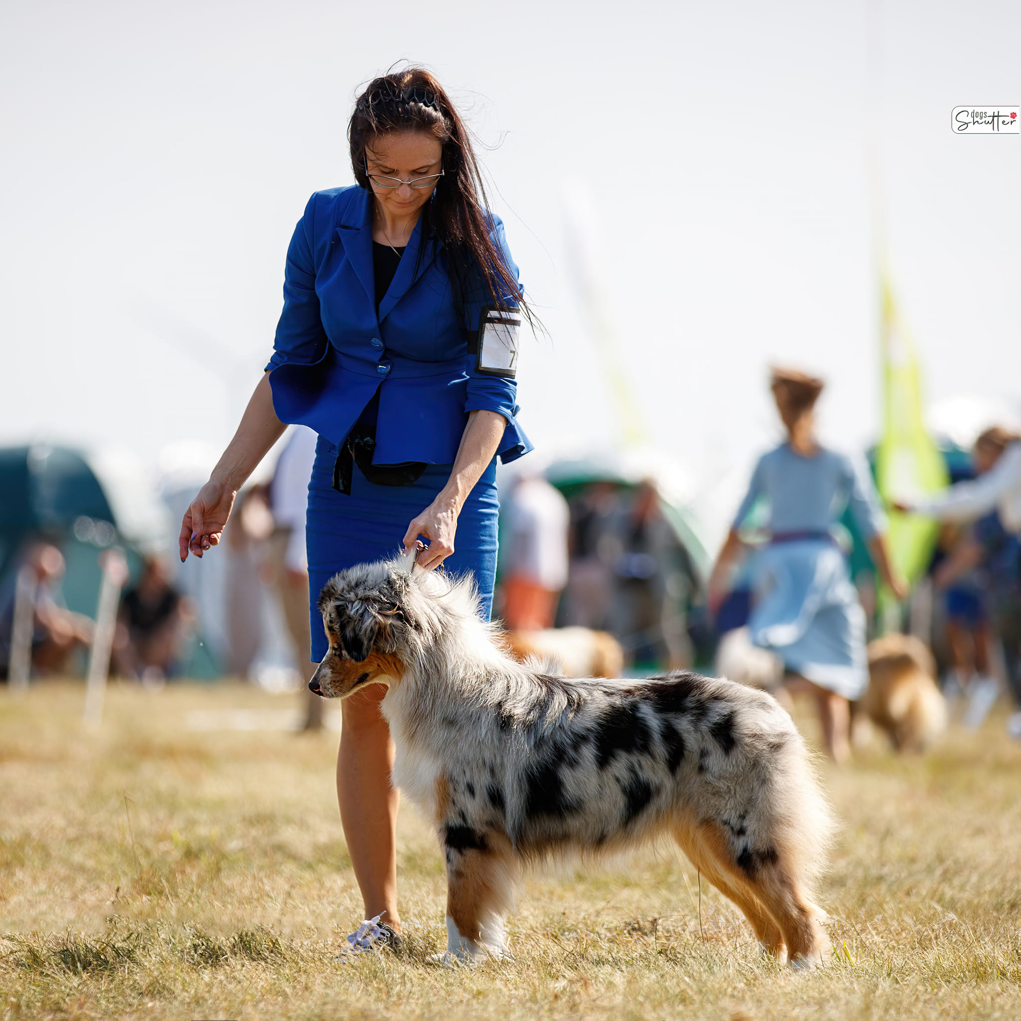 River — suka owczarka australijskiego Euphoria Aussie FCI