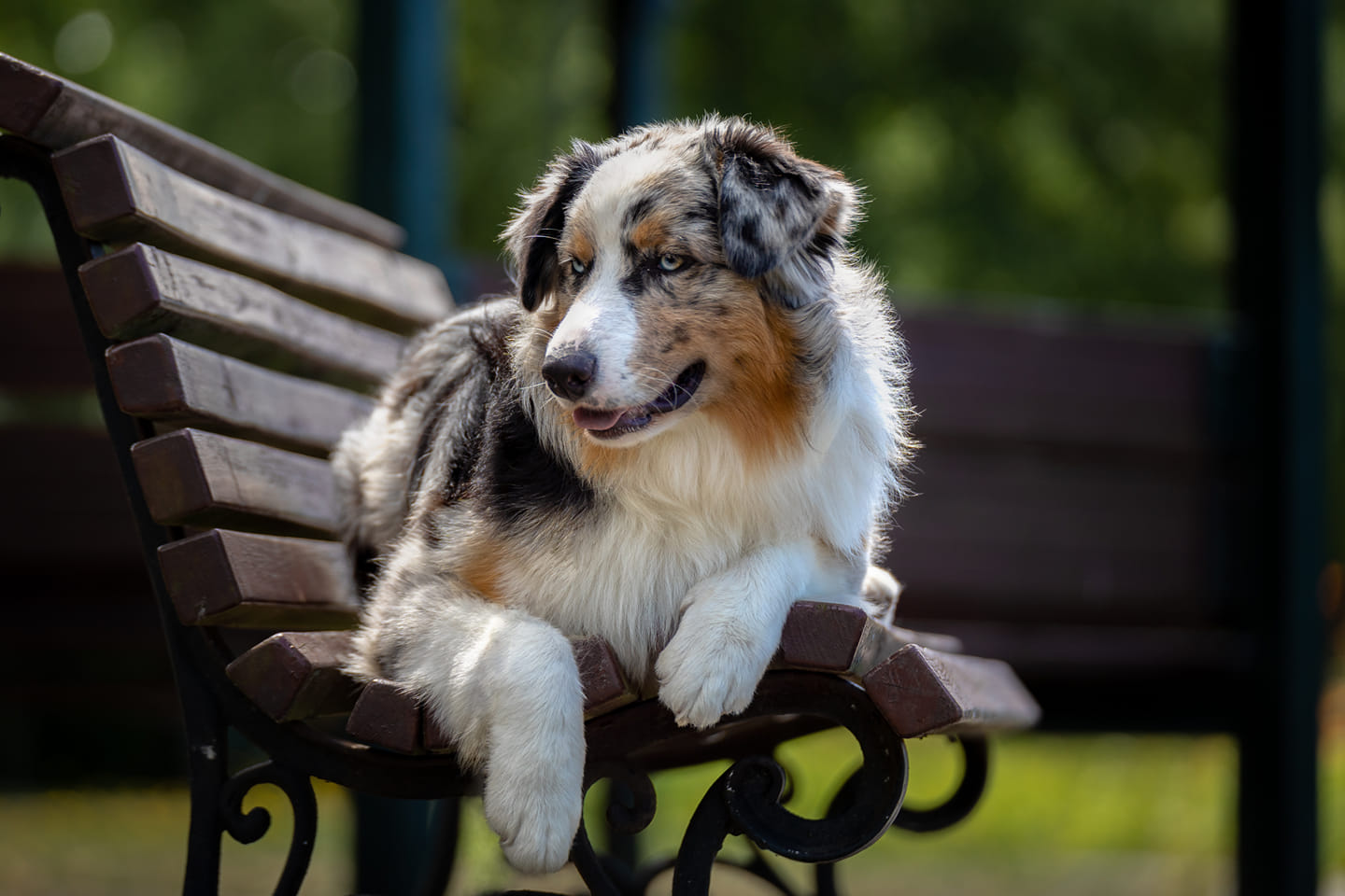 Silver — owczarek australijski Euphoria Aussie FCI